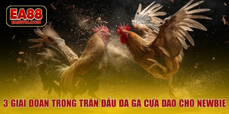 3 giai đoạn trong trận đấu đá gà cựa dao cho newbie