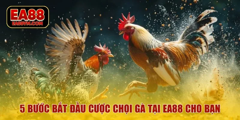 5 bước bắt đầu cược chọi gà tại EA88 cho bạn