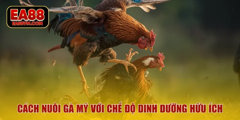 Cách nuôi gà mỹ với chế độ dinh dưỡng hữu ích