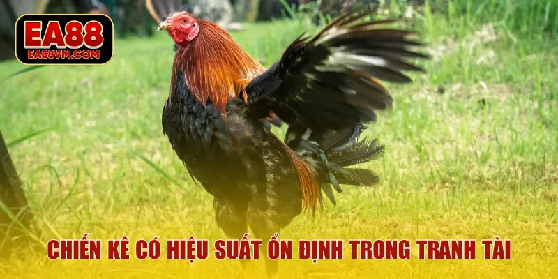 Chiến kê có hiệu suất ổn định trong các giai đoạn tranh tài