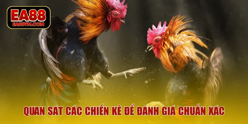 Quan sát các chiến kê để đánh giá chuẩn xác